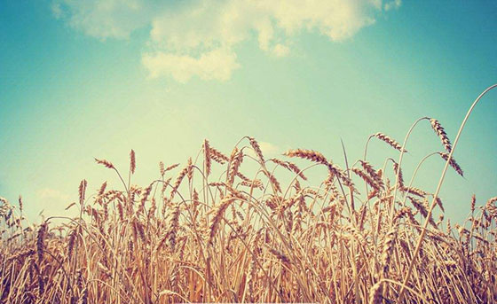 格林雅藝術(shù)掛墻板 格林雅藝術(shù)掛墻板