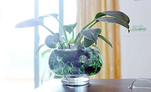 室內(nèi)盆景裝飾 室內(nèi)盆景裝飾