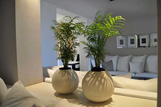 室內(nèi)花卉裝飾 室內(nèi)花卉裝飾